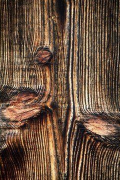 Tree bark