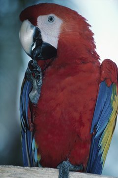 Your scarlet macaw will enjoy eating fruit, nuts and vegetables.