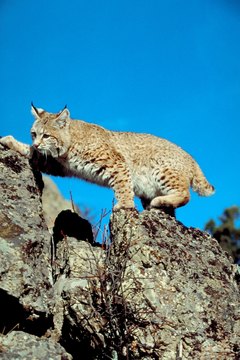 Jupiterimages/Photos.com/Getty Images Modern wildcats are distant cousins of domestic cats, not their ancestors