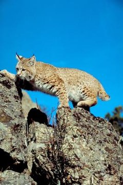 How Does An Iberian Lynx Catch Its Prey Animals Mom Me
