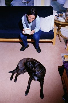 Thinkstock Images/Comstock/Getty Images Always use reward to encourage appropriate urination. Never punish your dog for inappropriate urination.