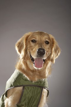 Chris Amaral/Digital Vision/Getty Images Make a plain vest reflective for dog safety.