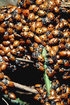 ladybug metamorphosis