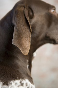 DailyPuppy article image