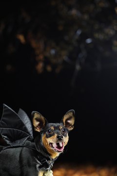 Ryan McVay/Photodisc/Getty Images "My mom turned me into a bat!"