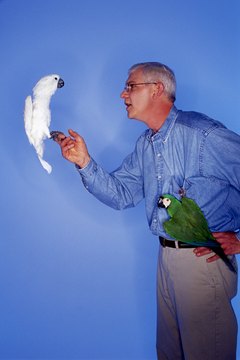 Creatas/Creatas/Getty Images Get your cockatiel moving by encouraging game play.