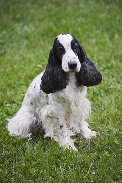 DailyPuppy article image