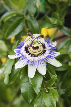 Jupiterimages/Brand X Pictures/Getty Images The passion flower is a tropical vine with medicinal properties.