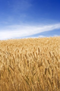 Jupiterimages/Comstock/Getty Images Amber waves of future cat litter.