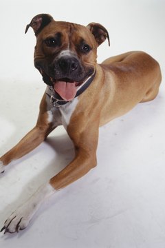 Duncan Smith/Photodisc/Getty Images Pitbulls are known for their muscular build and protective instincts.