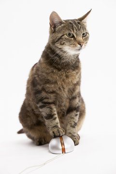 BananaStock/BananaStock/Getty Images Indoor cats can get roundworms by hunting in the basement.