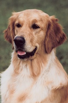 Jupiterimages/Photos.com/Getty Images "My fur is lustrous and shiny."