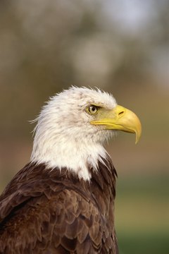 Comstock Images/Comstock/Getty Images Raptors have exceptional vision.