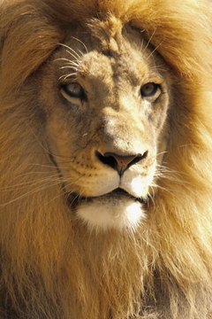 Medioimages/Photodisc/Photodisc/Getty Images Veterinarians used to lasso a lion to capture it for treatment.