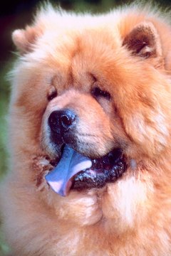 Jupiterimages/Photos.com/Getty Images These fluffy pooches sometimes get a bad rap.