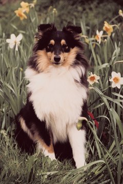 Jupiterimages/Photos.com/Getty Images Shelties have a distinctive and attractive coat.