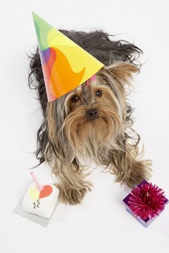 BananaStock/BananaStock/Getty Images A small meat cake makes your pup's birthday a joyous occasion.