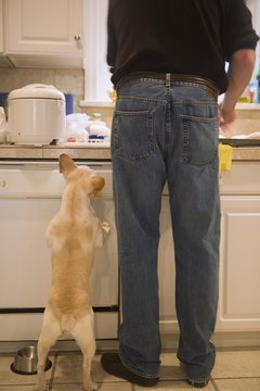 Comstock Images/Comstock/Getty Images Shaking a can of pennies at your dog as he jumps up can startle and distract him.