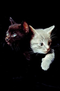 Jupiterimages/Photos.com/Getty Images Companionship is a must for many kittens.