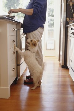 DailyPuppy article image