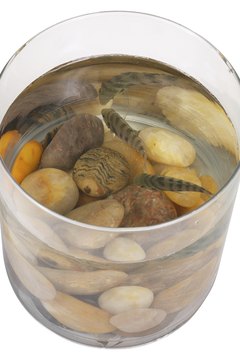Hemera Technologies/PhotoObjects.net/Getty Images Guppies' water temperature needs are pretty straightforward.