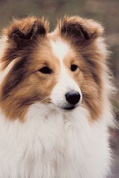Jupiterimages/Photos.com/Getty Images A strong herding instinct causes shelties to nip.