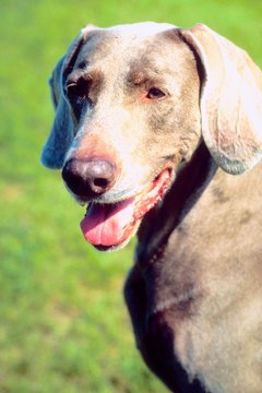 Jupiterimages/Photos.com/Getty Images Weimaraner owners can feed their dogs quality adult food.