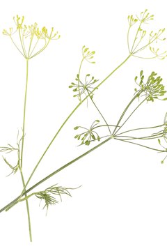 Hemera Technologies/PhotoObjects.net/Getty Images Fennel is used in cooking and folk medicine all over the world.