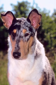 Jupiterimages/Photos.com/Getty Images Collies are intelligent and quick learners.