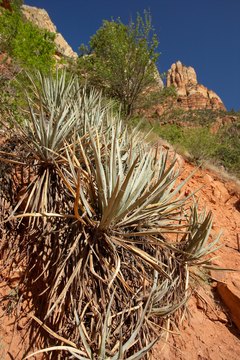 Jupiterimages/Photos.com/Getty Images The root of the yucca plant may be anti-inflammatory and help lower cholesterol.