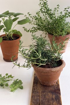 Creatas Images/Creatas/Getty Images Spices may come from the leaves and roots of plants.
