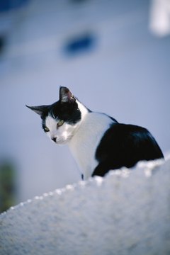 Brand X Pictures/Brand X Pictures/Getty Images Closely monitor your cat's balcony behavior.