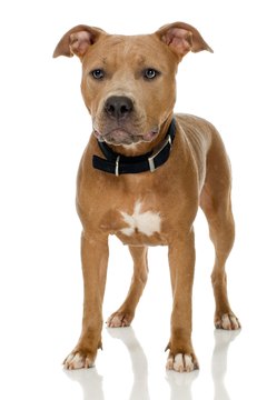 Jupiterimages/Photos.com/Getty Images Most pit bulls are nice to people.