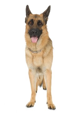 Jupiterimages/Photos.com/Getty Images The German shepherd can be costly.