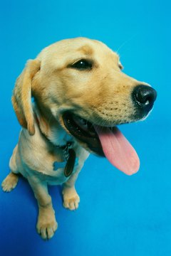 George Doyle/Stockbyte/Getty Images Dogs' noses are usually cool and moist, although fluctuation is normal.