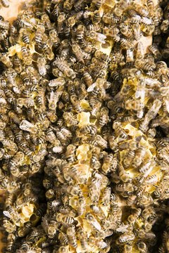 Jupiterimages/BananaStock/Getty Images Bee pollen is a nutritionally dense food high in antioxidants.