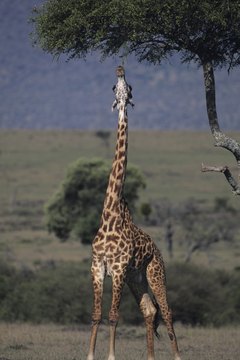 Anup Shah/Photodisc/Getty Images Stretching can temporarily add height to your spine.