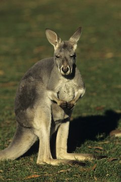 Kangaroos and their babies are always interesting.