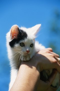 David De Lossy/Photodisc/Getty Images Your kitten is showing her affection for you.