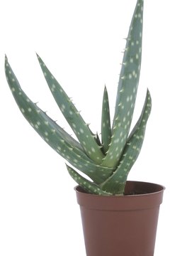 Hemera Technologies/PhotoObjects.net/Getty Images Aloe may help alleviate symptoms of irritable bowel syndrome.