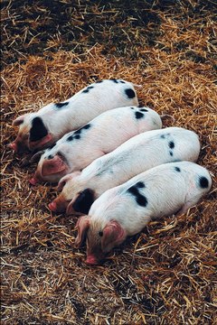 Jupiterimages/Photos.com/Getty Images An investor can buy pork belly futures contracts on the commodities market.
