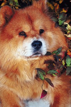 Jupiterimages/Photos.com/Getty Images Chow chows have a double-density coat, or two coats.