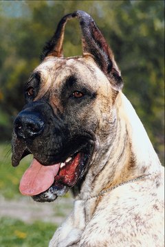 Jupiterimages/Photos.com/Getty Images Dilated cardiomyopathy is a genetic disease that responsible breeders of Great Danes are working to eliminate.