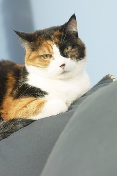 Hemera Technologies/AbleStock.com/Getty Images "I'm not going back to the vet with you today."