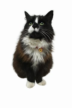 George Doyle & Ciaran Griffin/Stockbyte/Getty Images "Is it time for my low-fat treat?"