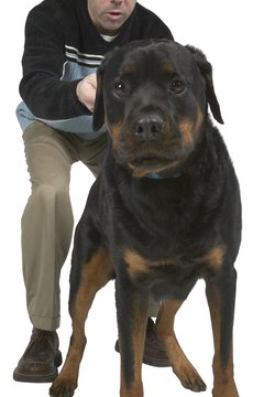 Hemera Technologies/PhotoObjects.net/Getty Images Body language tells you what your dog is likely to do next.
