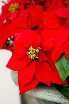 Jupiterimages/Photos.com/Getty Images Keep poinsettias away from your cat's mouth.