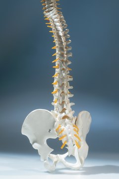 Stockbyte/Stockbyte/Getty Images A model depicting the natural S-shaped curvature of the spine.