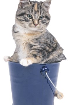Hemera Technologies/PhotoObjects.net/Getty Images Your cat's litter box is more like a bus stop than a home for fleas.