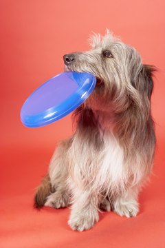 BananaStock/BananaStock/Getty Images Border collies aren't the only dogs that love playing with discs.